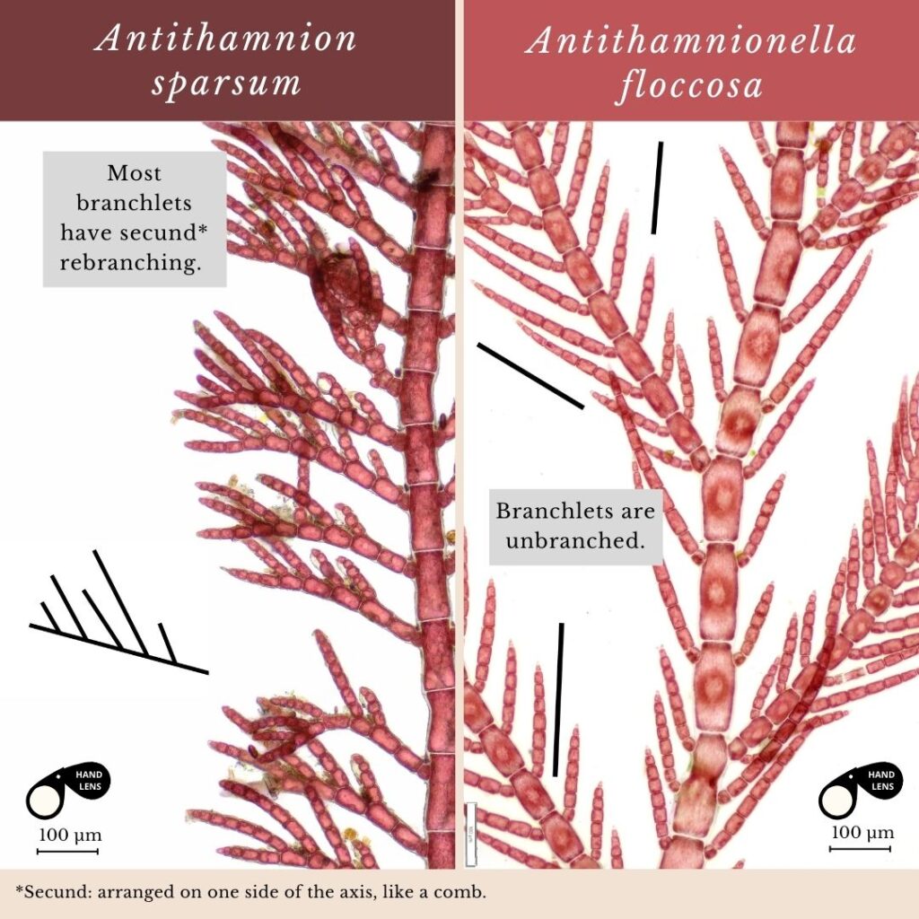 Seaweed identification infographic to Antithamnion sparsum vs Antithamnionella floccosa