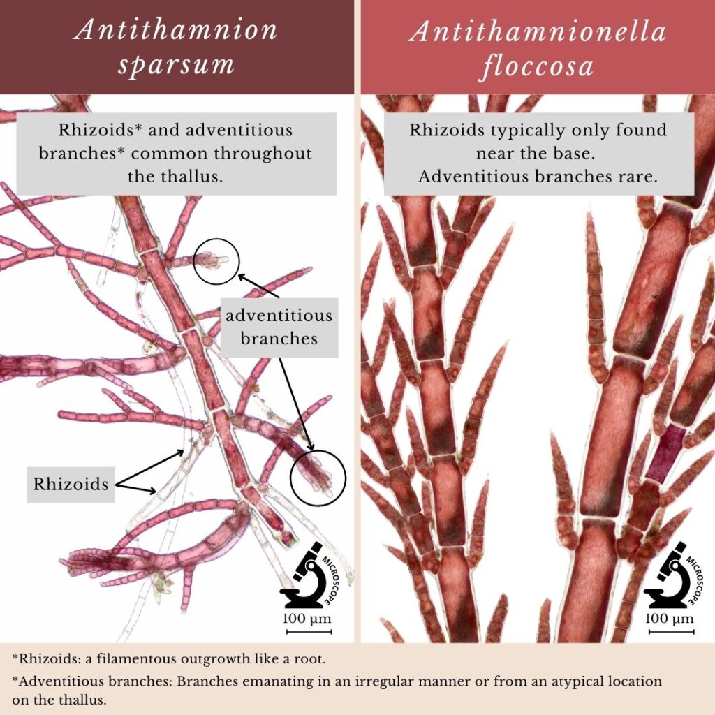 Seaweed identification infographic to Antithamnion sparsum vs Antithamnionella floccosa