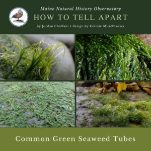 Seaweed identification infographic to Common Green Seaweed Tubes
