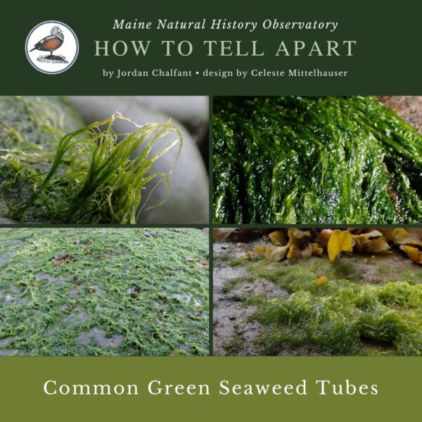 Seaweed identification infographic to Common Green Seaweed Tubes