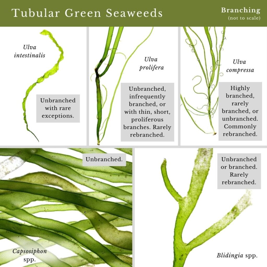 Seaweed identification infographic to Common Green Seaweed Tubes
