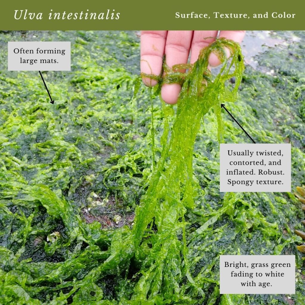 Seaweed identification infographic to Common Green Seaweed Tubes: Ulva intestinalis