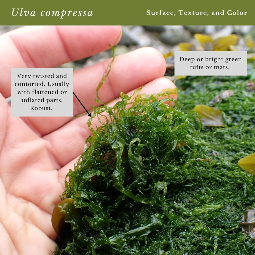 Seaweed identification infographic to Common Green Seaweed Tubes: Ulva compressa