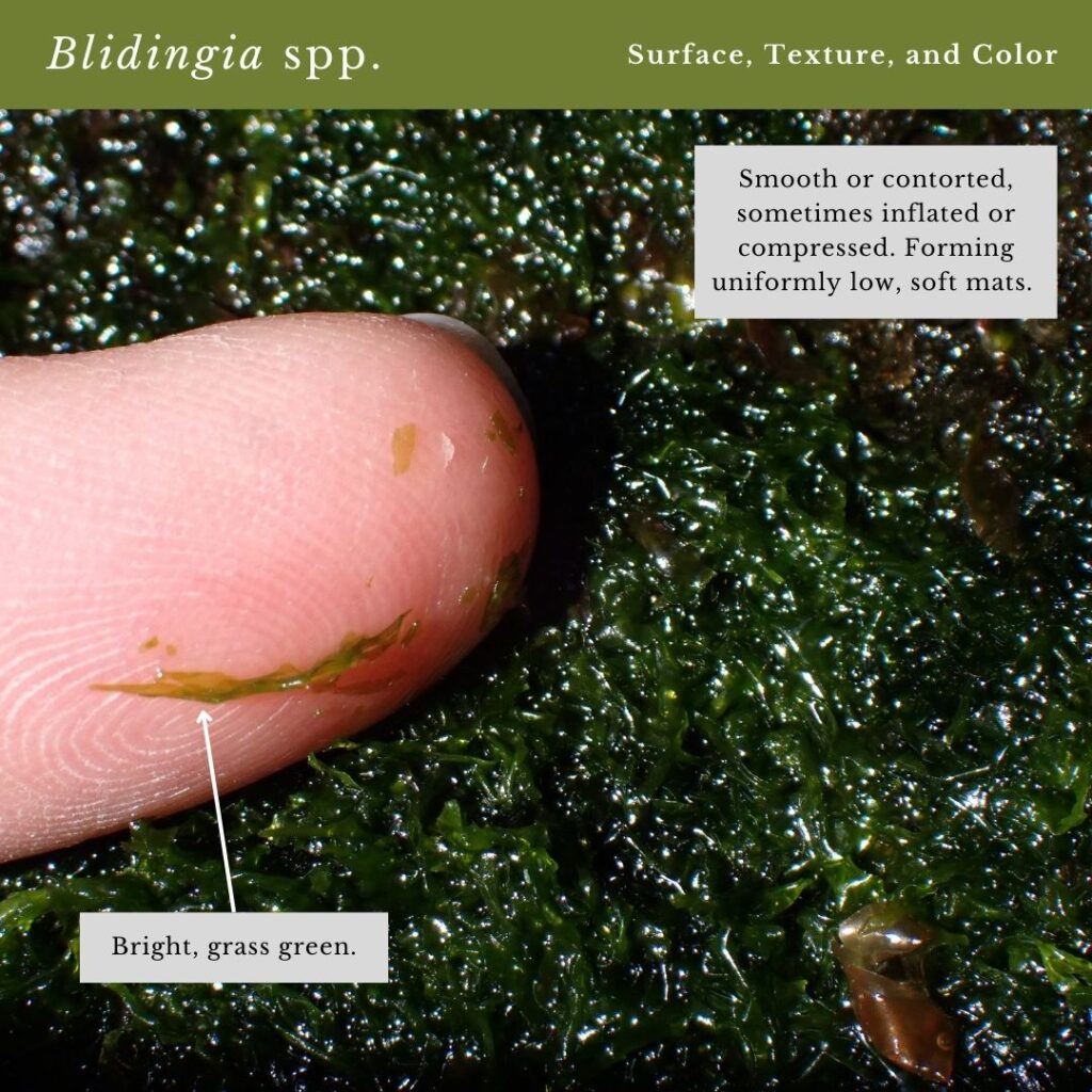 Seaweed identification infographic to Common Green Seaweed Tubes: Blidingia spp.