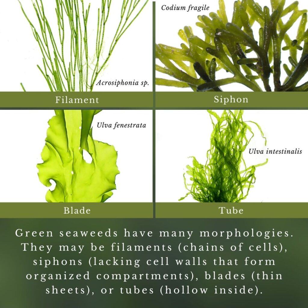 Seaweed identification infographic to Common Green Seaweed Tubes