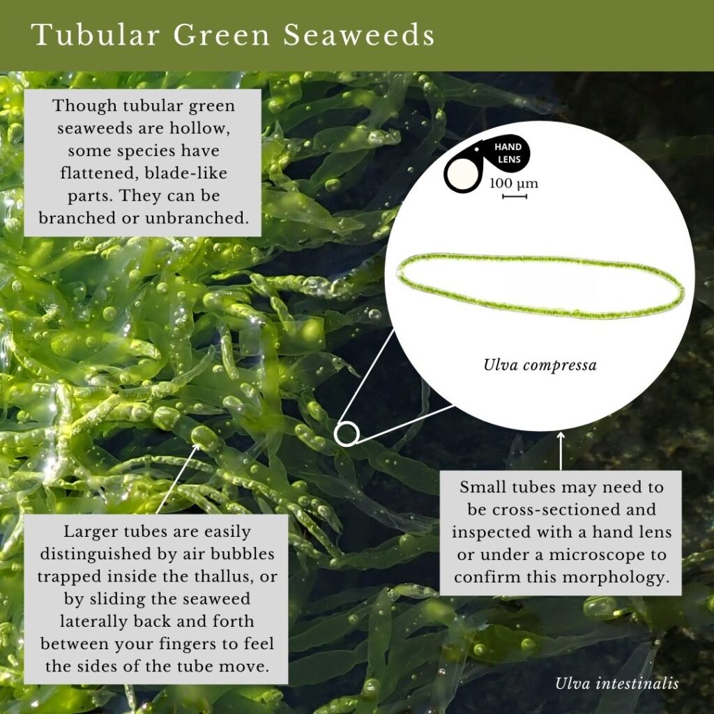 Seaweed identification infographic to Common Green Seaweed Tubes: Ulva intestinalis