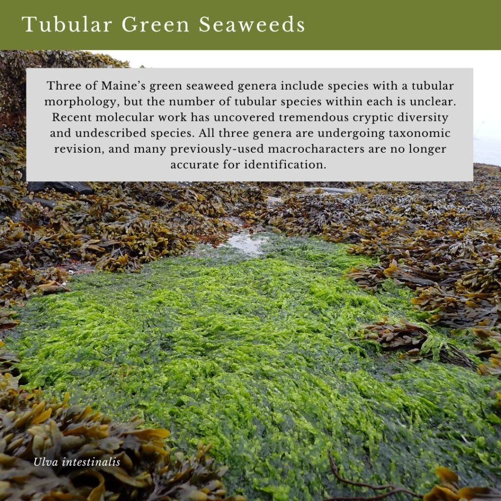 Seaweed identification infographic to Common Green Seaweed Tubes: Ulva intestinalis