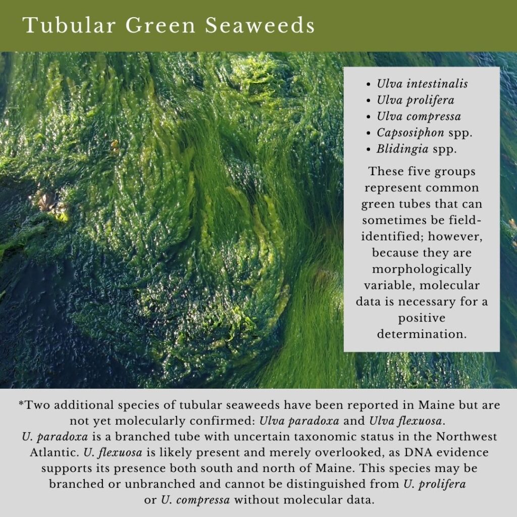 Seaweed identification infographic to Common Green Seaweed Tubes