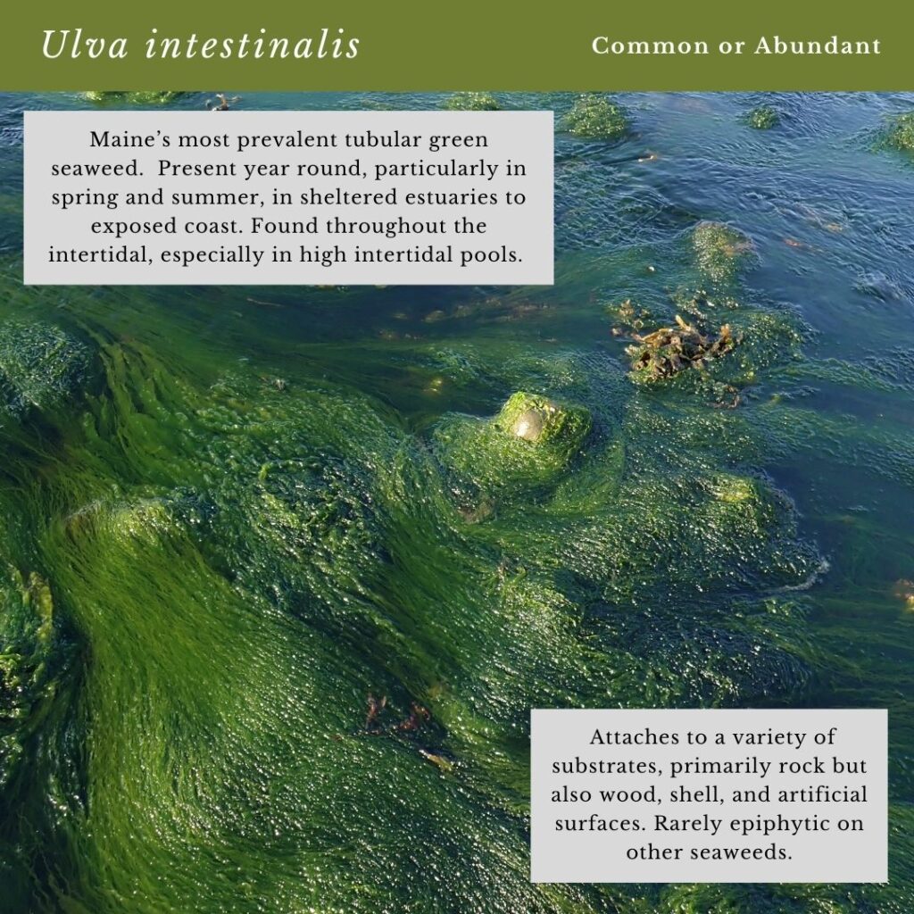 Seaweed identification infographic to Common Green Seaweed Tubes: Ulva intestinalis