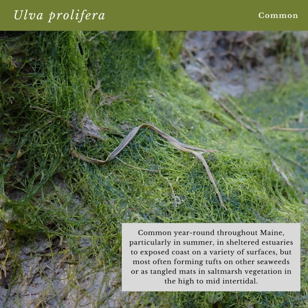 Seaweed identification infographic to Common Green Seaweed Tubes: Ulva prolifera