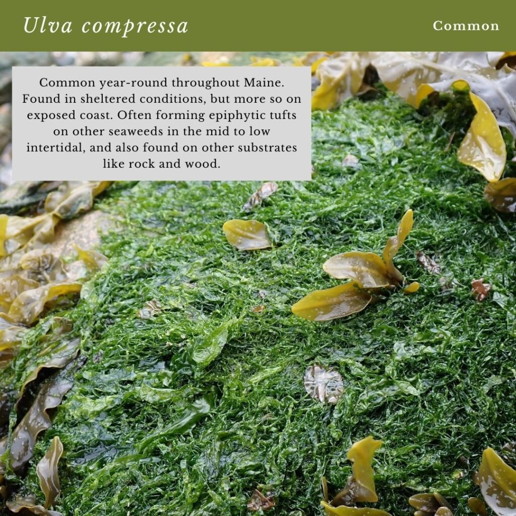 Seaweed identification infographic to Common Green Seaweed Tubes: Ulva compressa