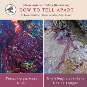 Seaweed identification infographic to Palmaria palmata vs Grateloupia turuturu