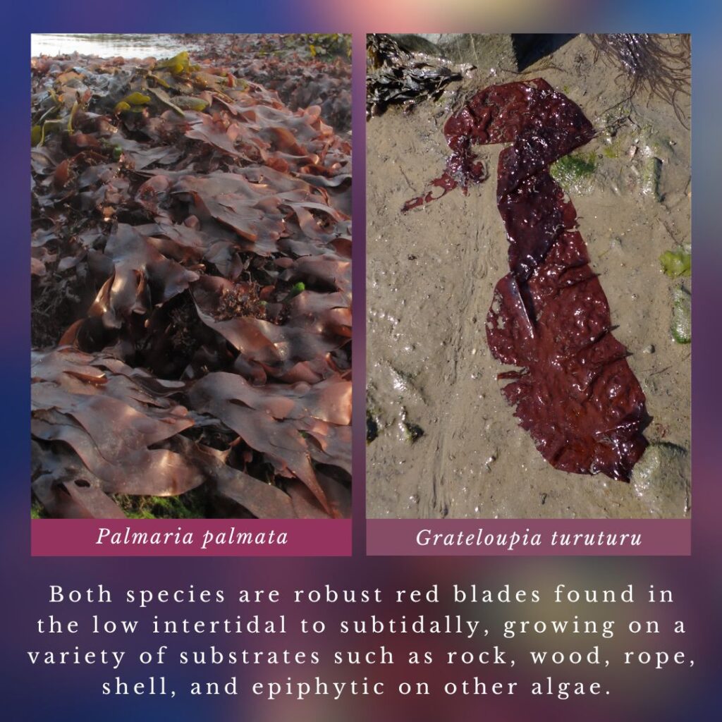 Seaweed identification infographic to Palmaria palmata vs Grateloupia turuturu