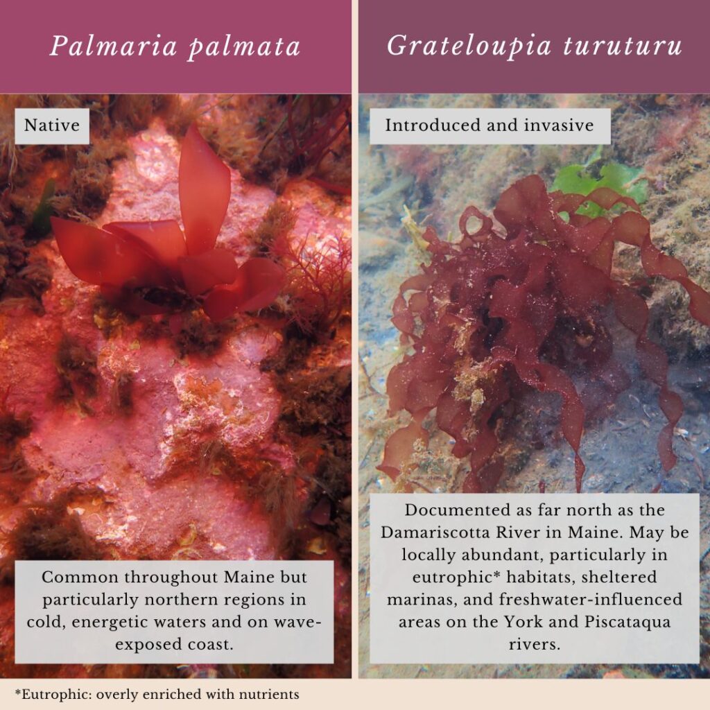 Seaweed identification infographic to Palmaria palmata vs Grateloupia turuturu
