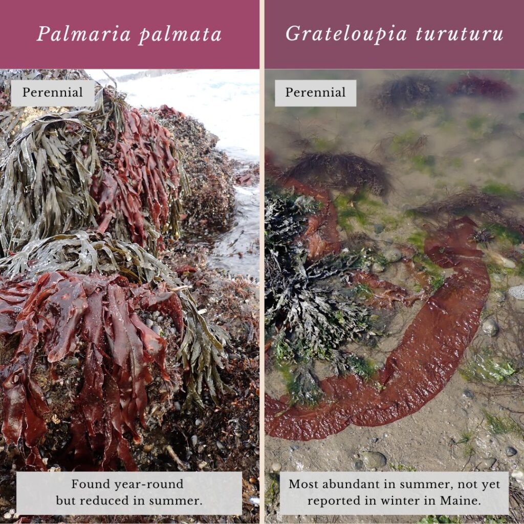 Seaweed identification infographic to Palmaria palmata vs Grateloupia turuturu