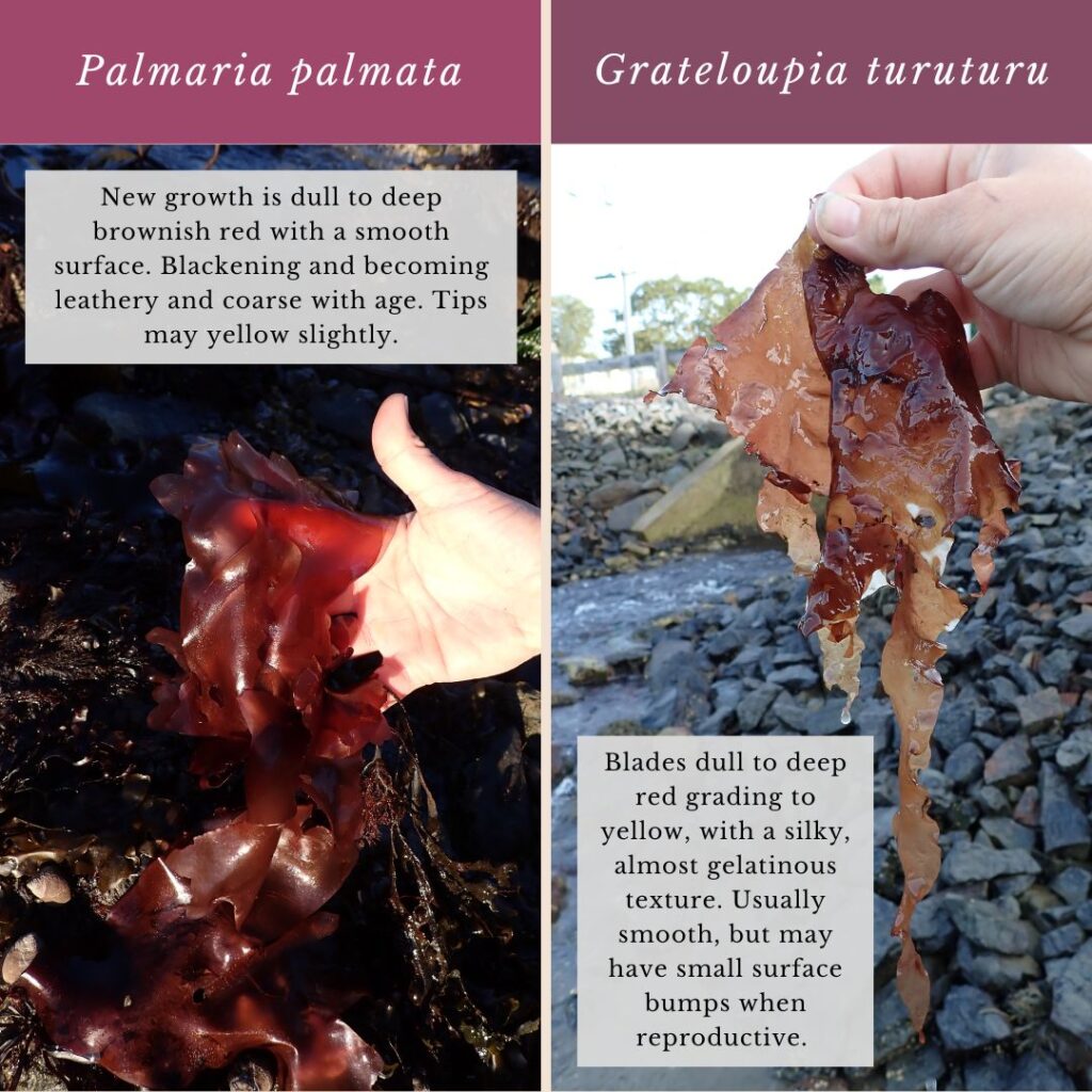 Seaweed identification infographic to Palmaria palmata vs Grateloupia turuturu