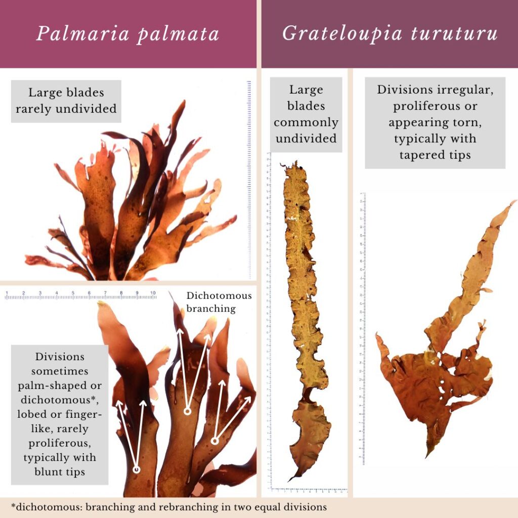 Seaweed identification infographic to Palmaria palmata vs Grateloupia turuturu