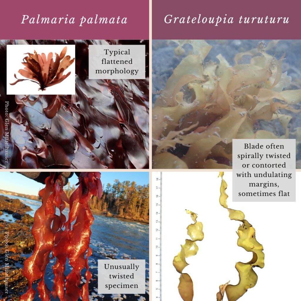 Seaweed identification infographic to Palmaria palmata vs Grateloupia turuturu