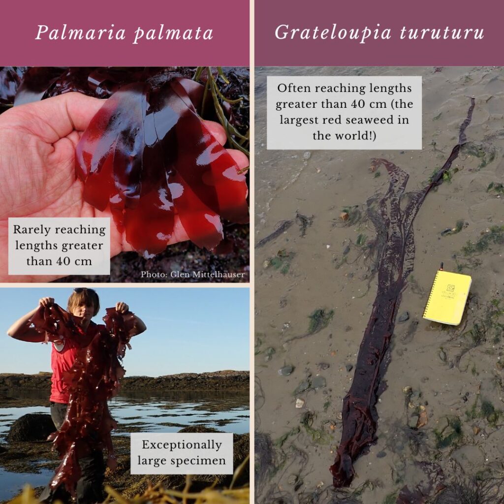 Seaweed identification infographic to Palmaria palmata vs Grateloupia turuturu