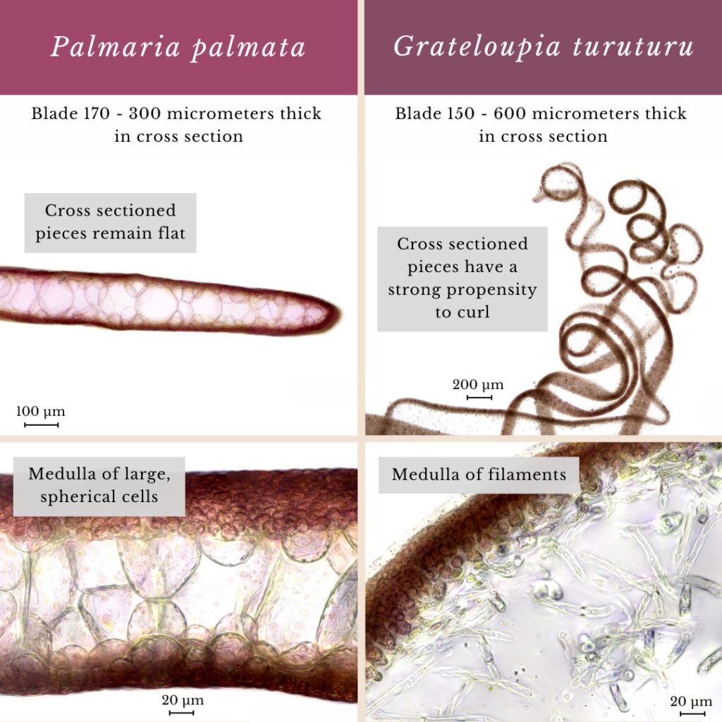 Seaweed identification infographic to Palmaria palmata vs Grateloupia turuturu