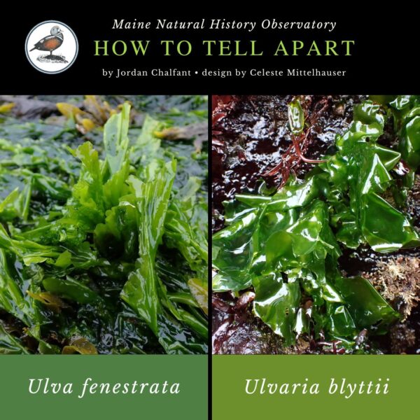 Seaweed identification infographic to Ulva fenestrata vs Ulvaria blyttii