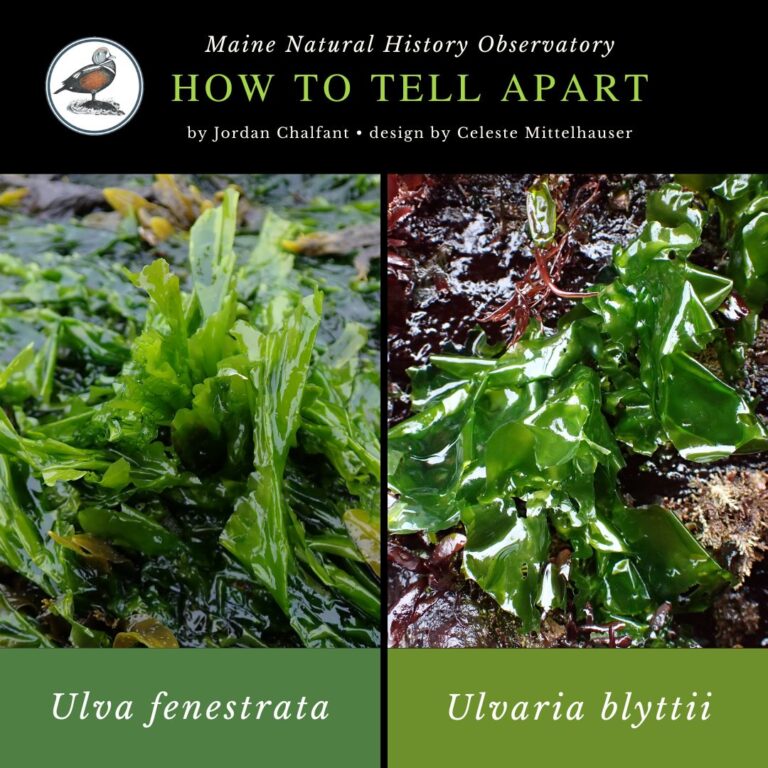 Seaweed identification infographic to Ulva fenestrata vs Ulvaria blyttii
