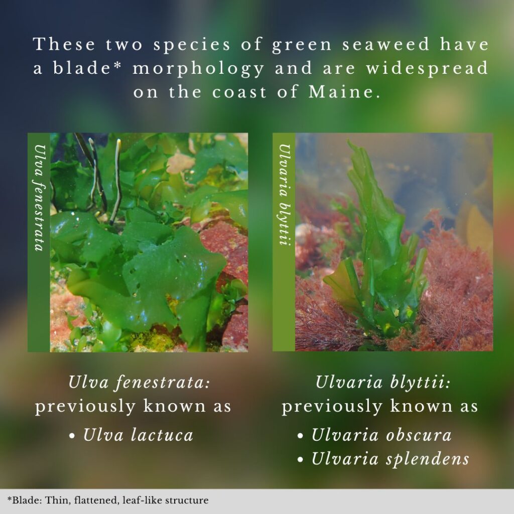 Seaweed identification infographic to Ulva fenestrata vs Ulvaria blyttii