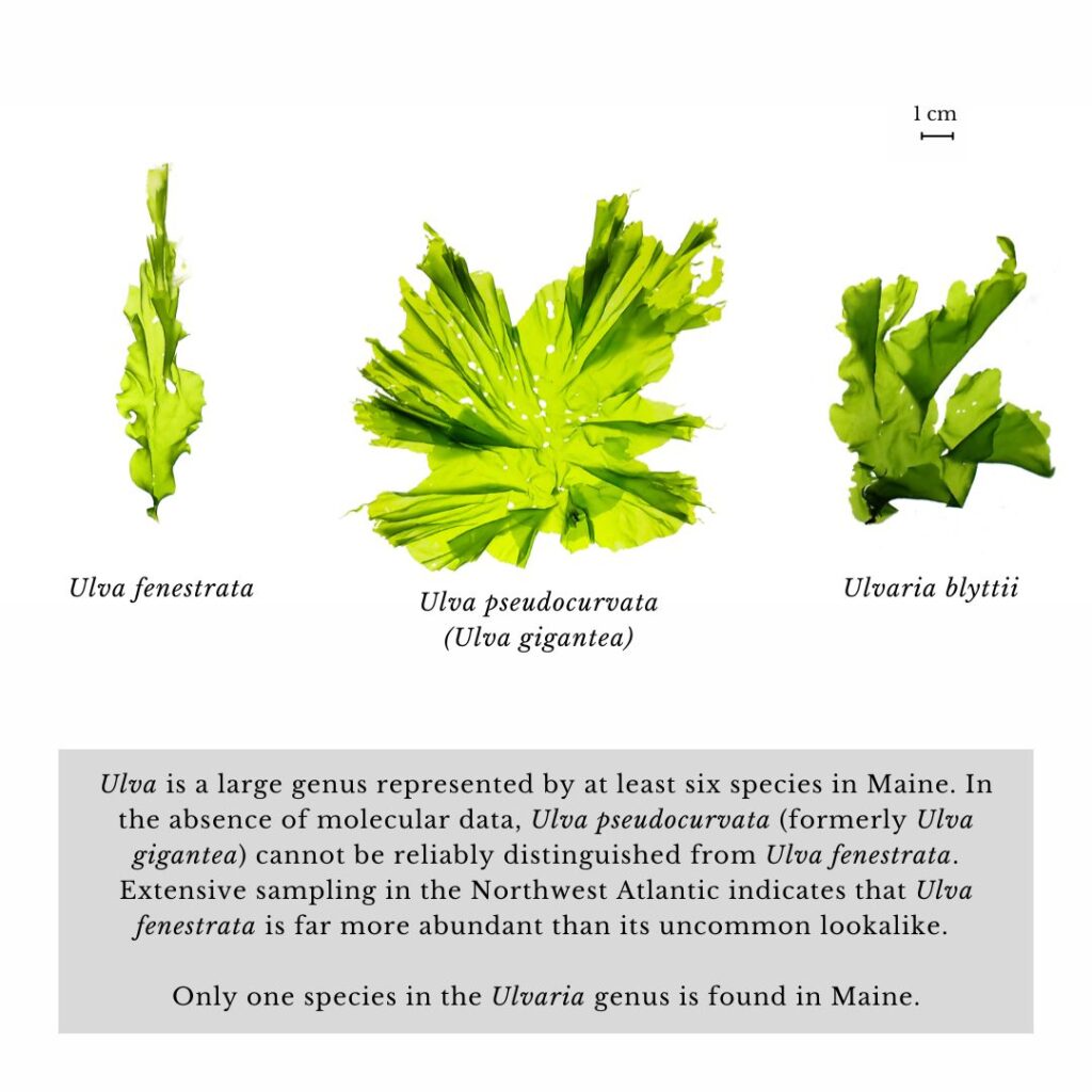 Seaweed identification infographic to Ulva fenestrata vs Ulvaria blyttii