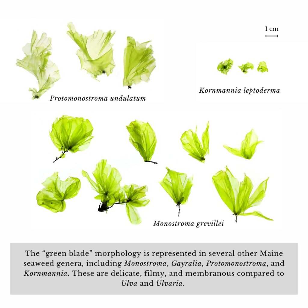 Seaweed identification infographic to Ulva fenestrata vs Ulvaria blyttii