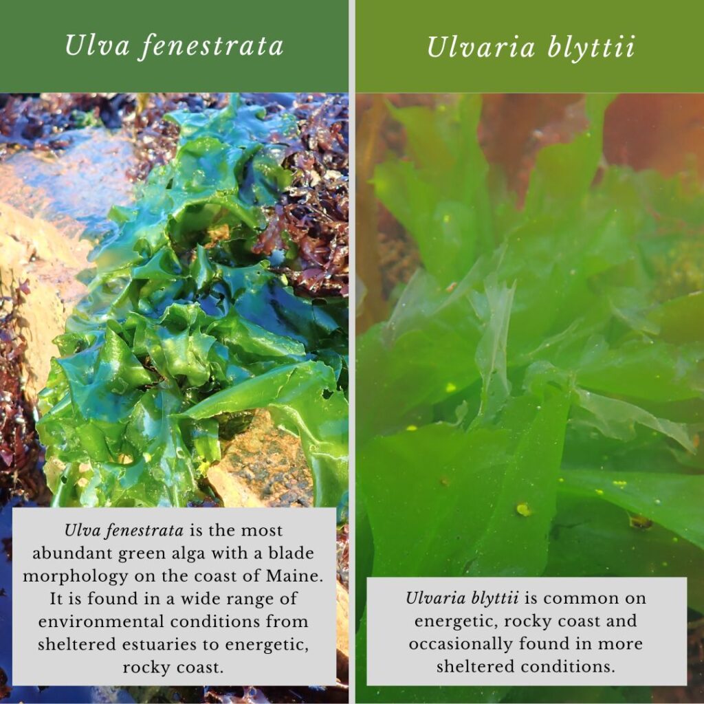 Seaweed identification infographic to Ulva fenestrata vs Ulvaria blyttii