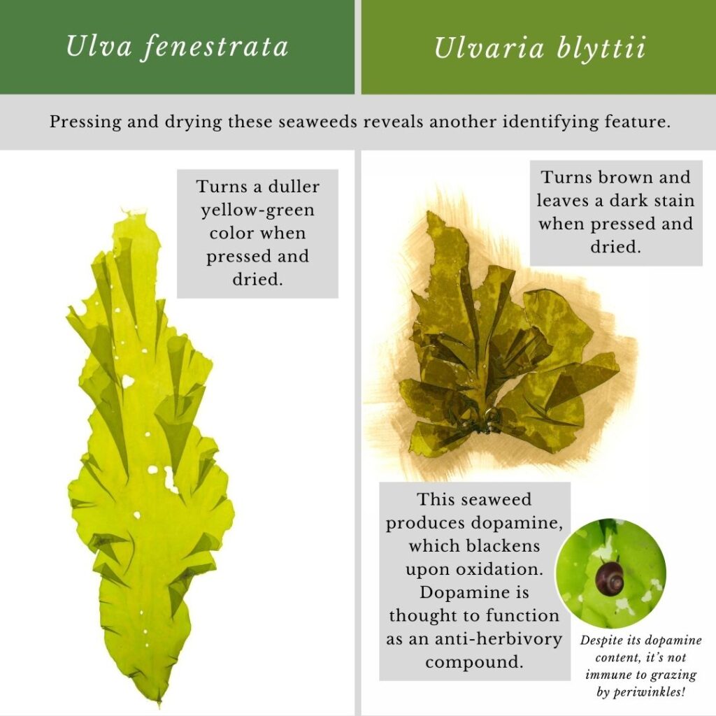 Seaweed identification infographic to Ulva fenestrata vs Ulvaria blyttii