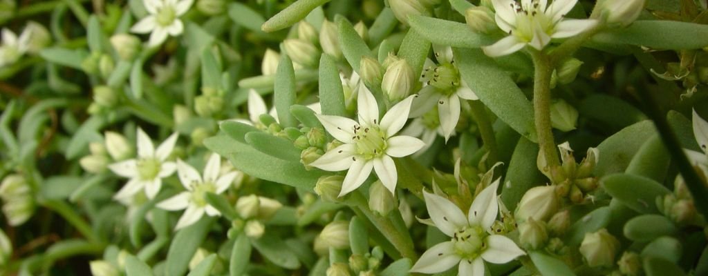 Sedum hispanicum on Roberts Island
