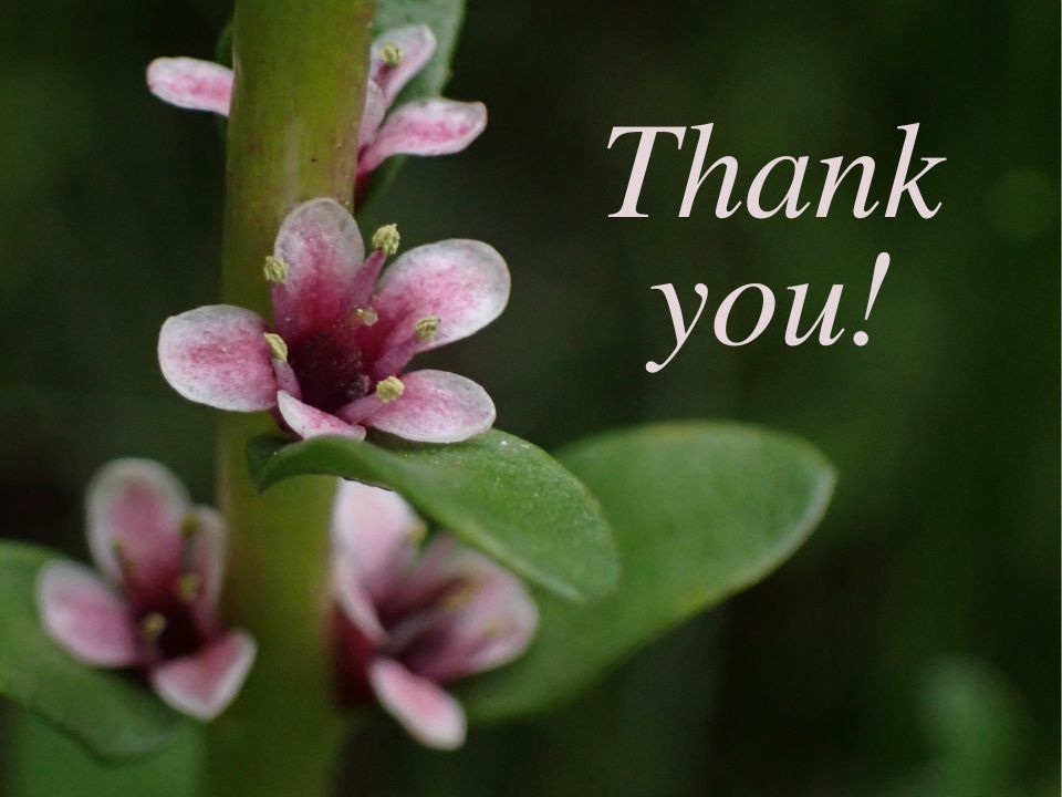 Thank you (Lysimachia maritima)