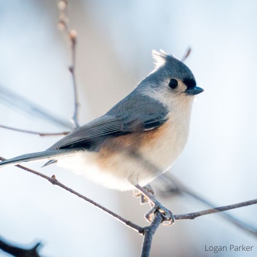Tufted Titmouse