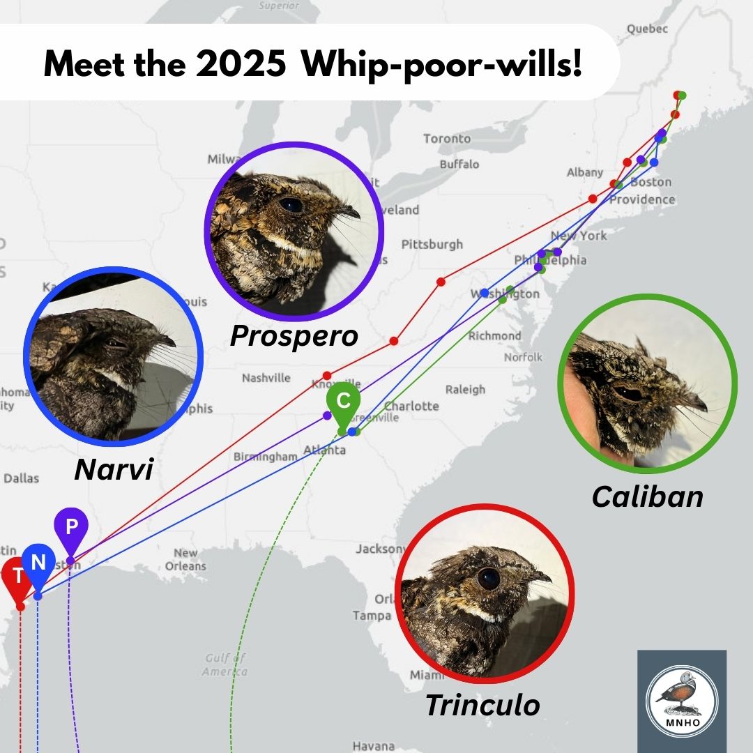 Meet the 2025 Whip-poor-wills