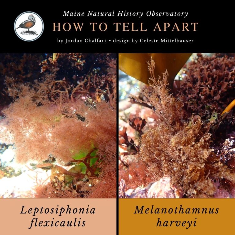 Seaweed identification infographic to Leptosiphonia flexicaulis and Melanothamnus harveyi
