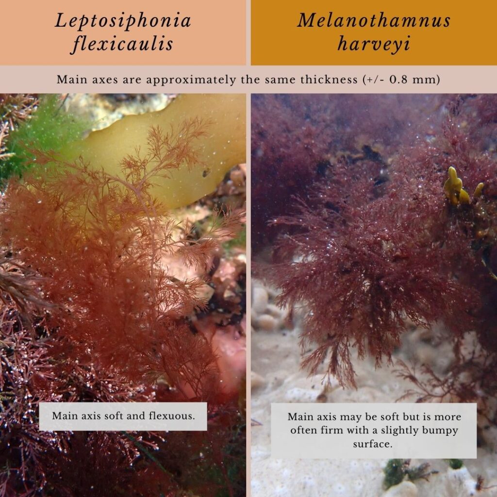 Seaweed identification infographic to Leptosiphonia flexicaulis and Melanothamnus harveyi