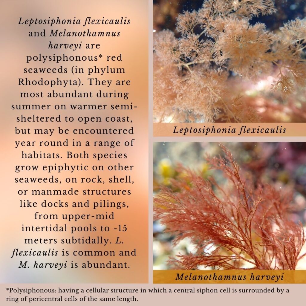 Seaweed identification infographic to Leptosiphonia flexicaulis and Melanothamnus harveyi