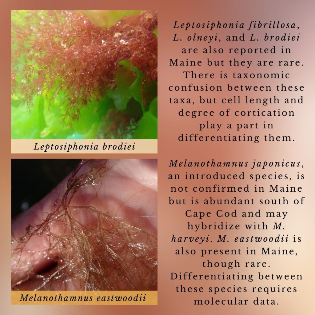 Seaweed identification infographic to Leptosiphonia flexicaulis and Melanothamnus harveyi