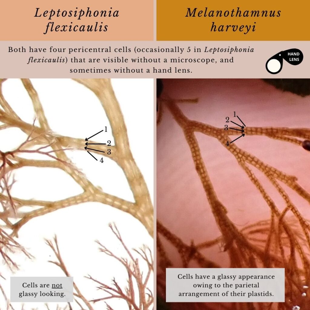 Seaweed identification infographic to Leptosiphonia flexicaulis and Melanothamnus harveyi