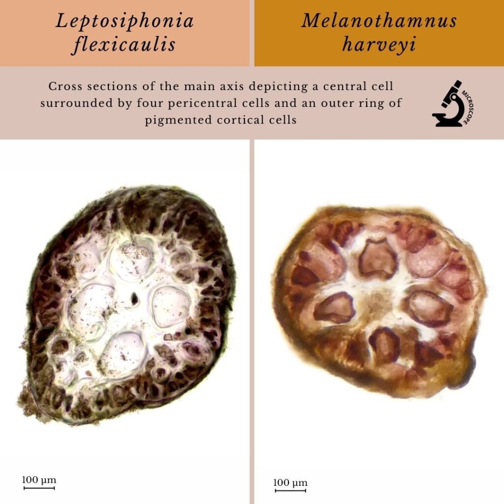 Seaweed identification infographic to Leptosiphonia flexicaulis and Melanothamnus harveyi