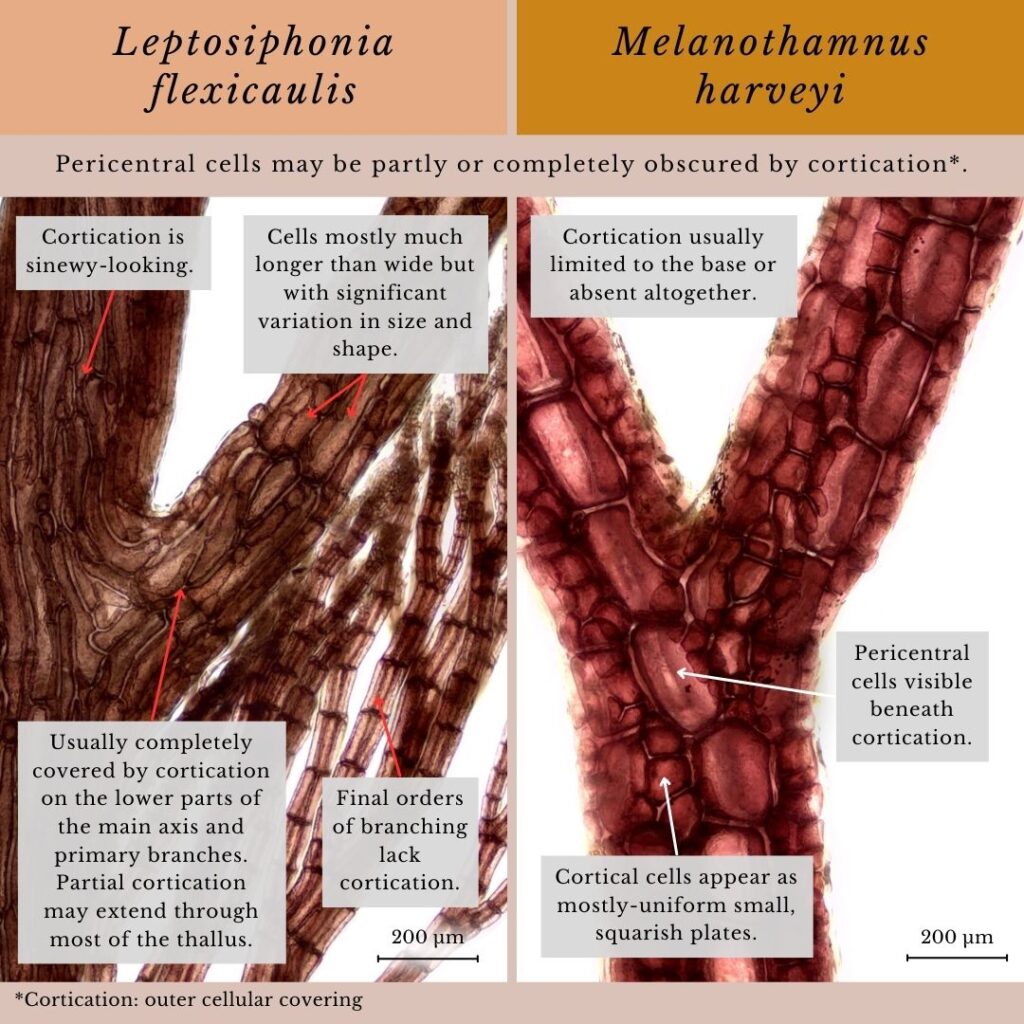 Seaweed identification infographic to Leptosiphonia flexicaulis and Melanothamnus harveyi