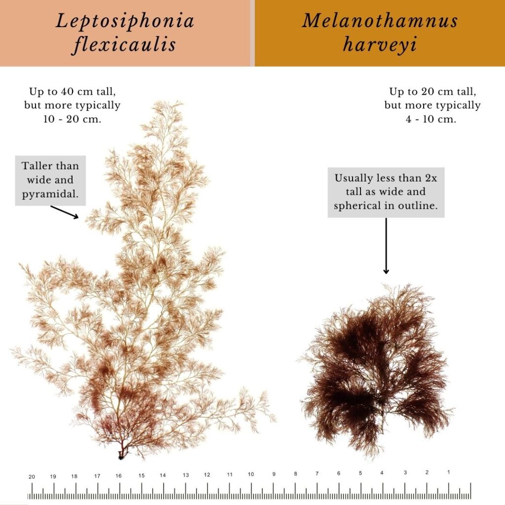 Seaweed identification infographic to Leptosiphonia flexicaulis and Melanothamnus harveyi