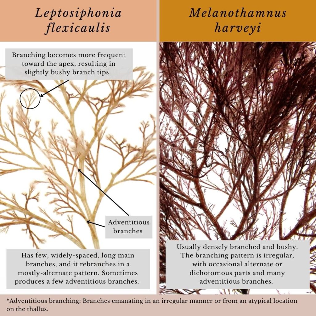 Seaweed identification infographic to Leptosiphonia flexicaulis and Melanothamnus harveyi