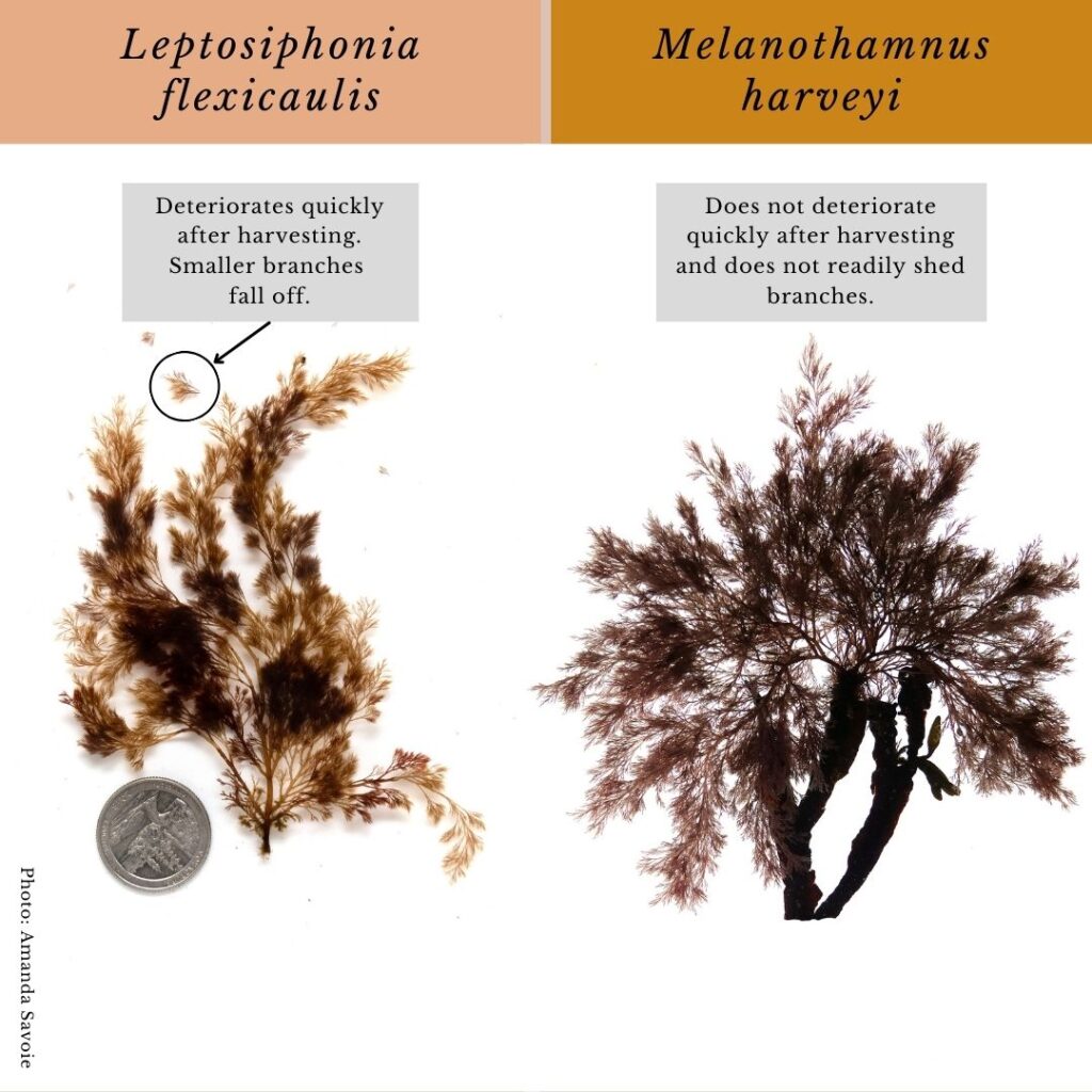 Seaweed identification infographic to Leptosiphonia flexicaulis and Melanothamnus harveyi