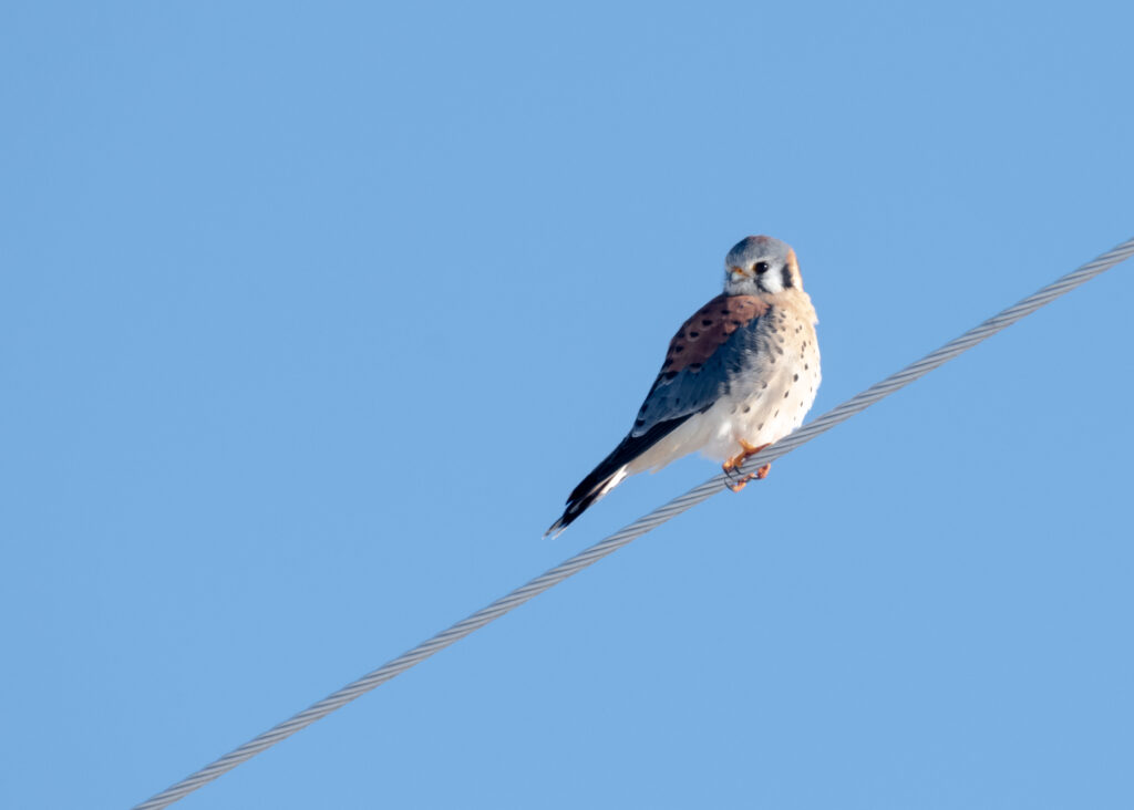 American Kestrel