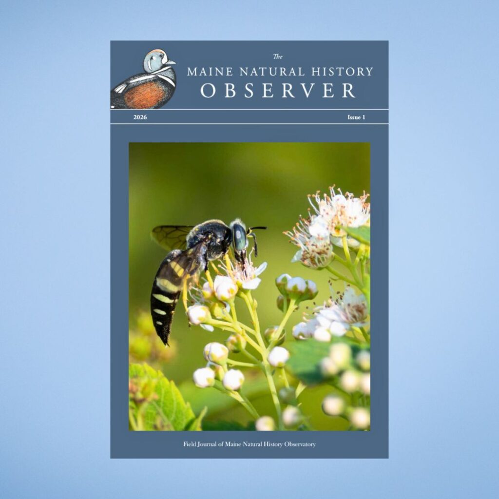 The Winter Issue of the Observer has been Published!