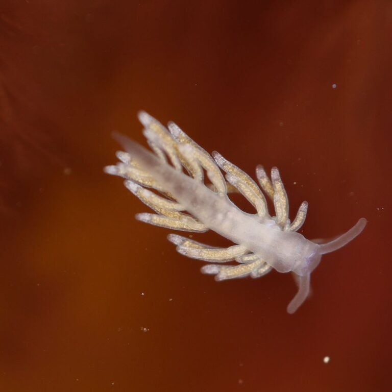 Nudibranch