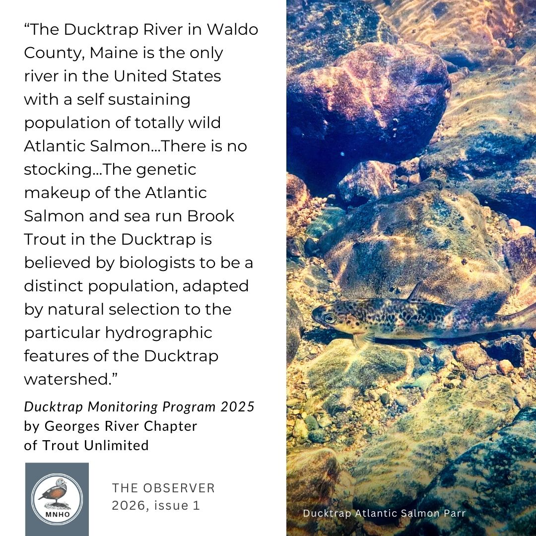 “The Ducktrap River in Waldo County, Maine is the only river in the United States with a self sustaining population of totally wild Atlantic Salmon...There is no stocking...The genetic makeup of the Atlantic Salmon and sea run Brook Trout in the Ducktrap is believed by biologists to be a distinct population, adapted by natural selection to the particular hydrographic features of the Ducktrap watershed.”  Ducktrap Monitoring Program 2025
by Georges River Chapter 
of Trout Unlimited.  The Observer
2026, issue 1