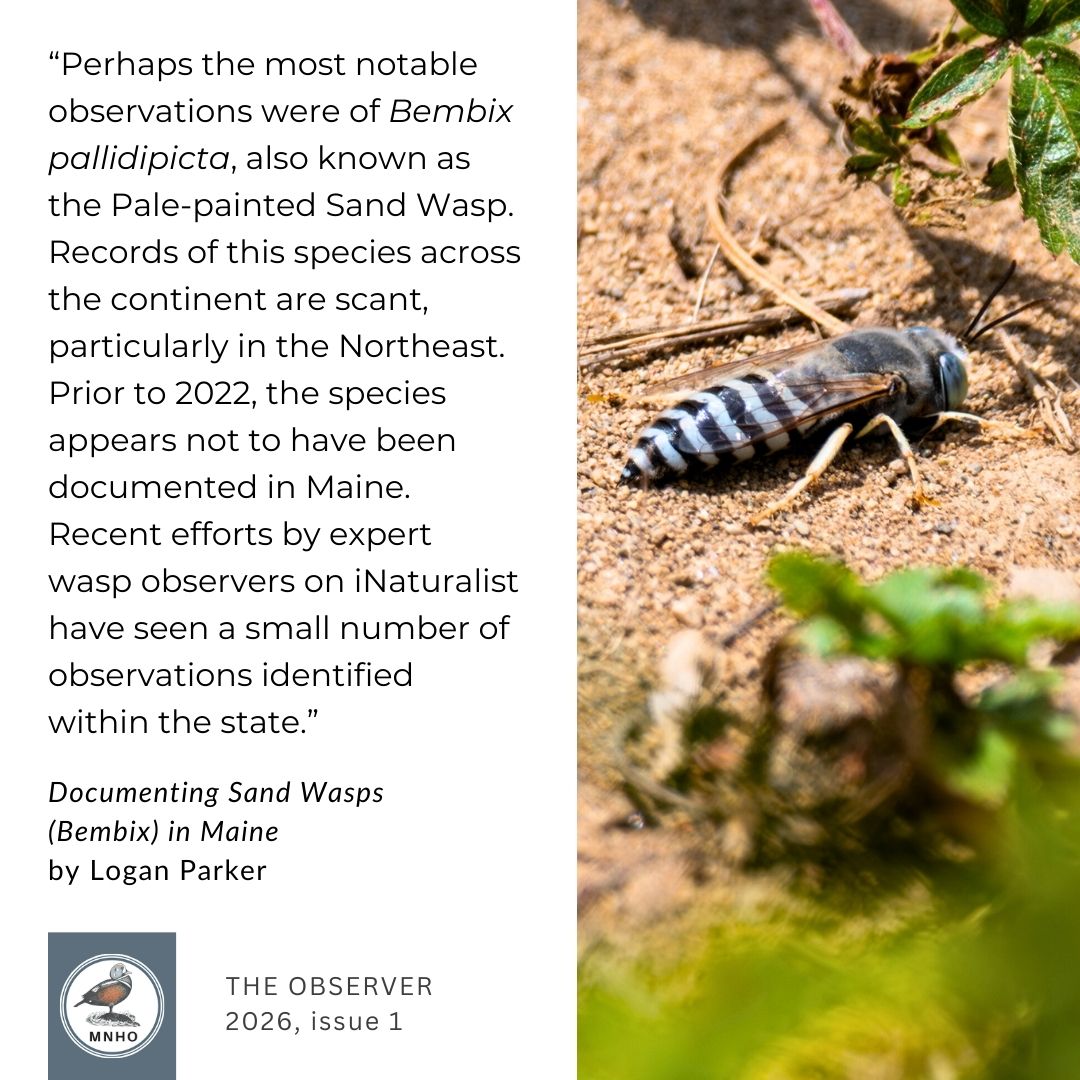 “Perhaps the most notable observations were of Bembix pallidipicta, also known as the Pale-painted Sand Wasp. Records of this species across the continent are scant, particularly in the Northeast. Prior to 2022, the species appears not to have been documented in Maine. Recent efforts by expert wasp observers on iNaturalist have seen a small number of observations identified within the state.”